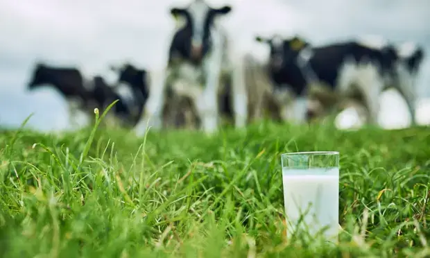 La società Imagindairy con sede a Tel Aviv afferma che il suo latte senza vacca sarà disponibile nei negozi entro il 2023